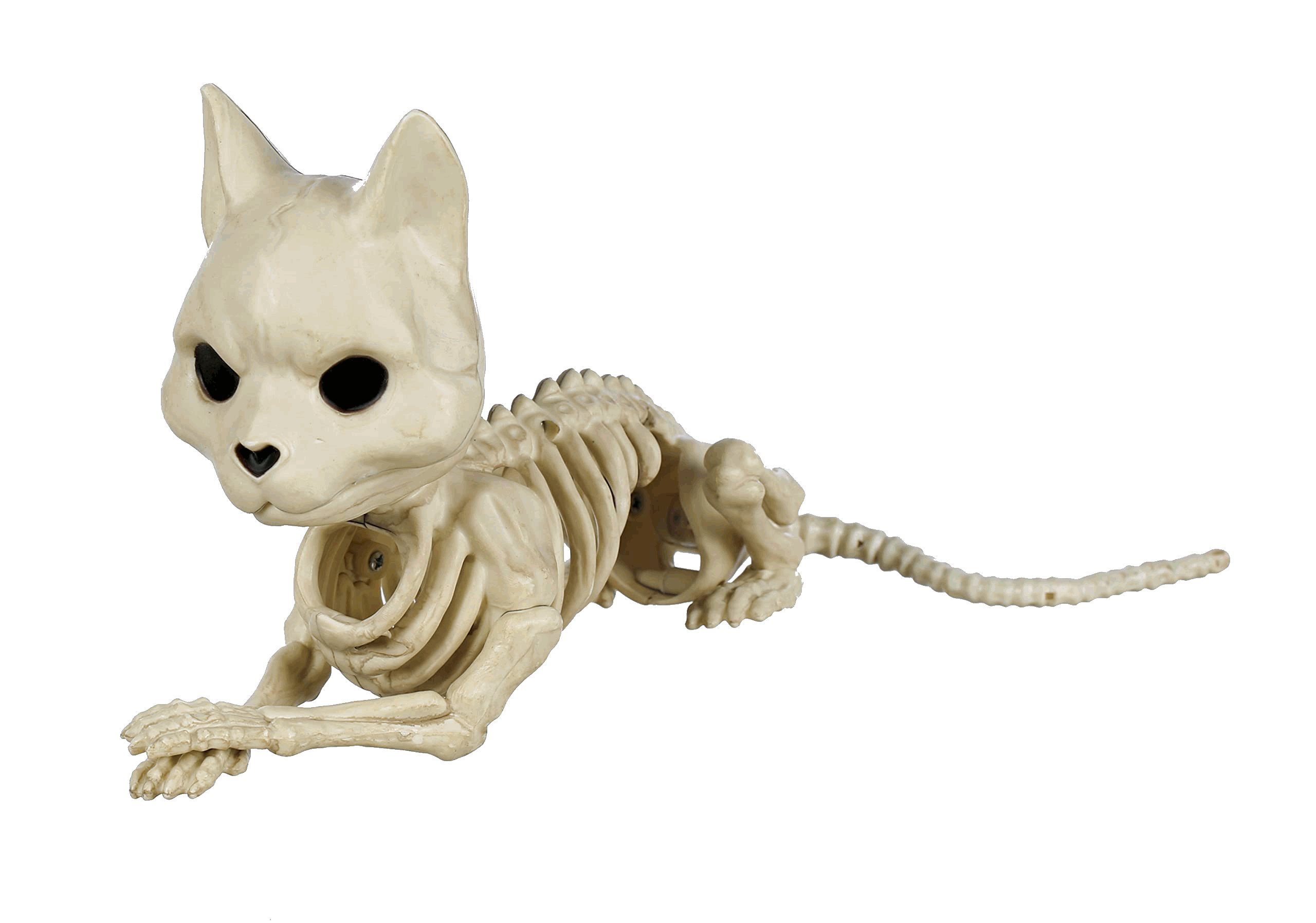 A skeletal cat prop for Halloween.